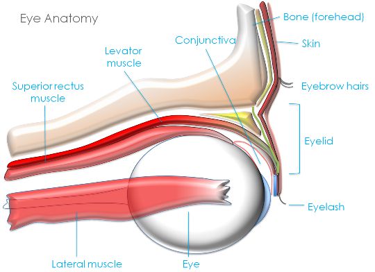 Eyelid, eye and lacrimal drainage anatomy