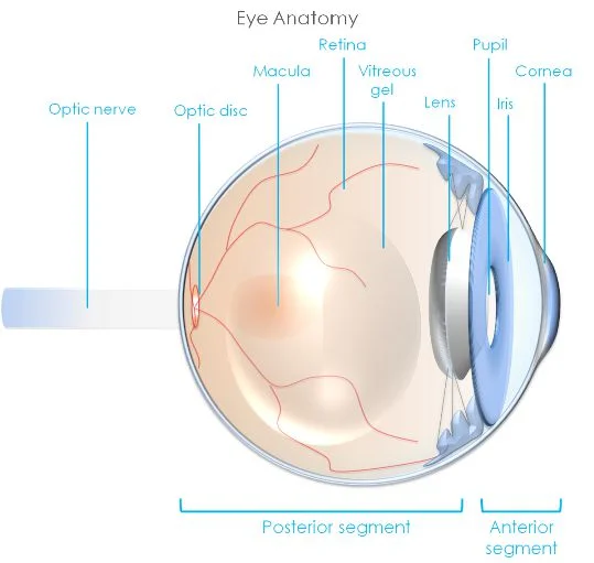 Corneal Abrasion and Ulcer
